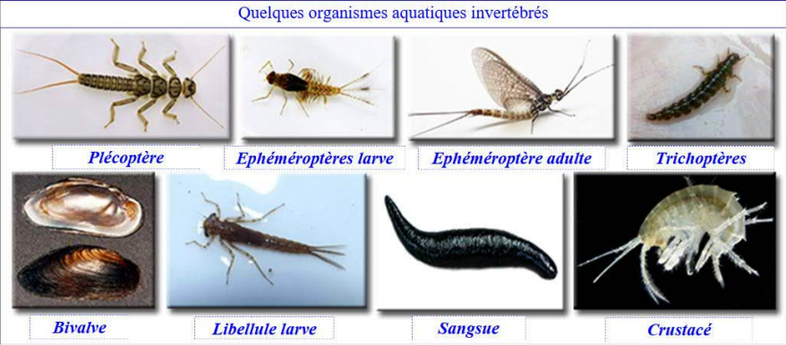 Quelques organismes aquatiques invertébrés benthiques